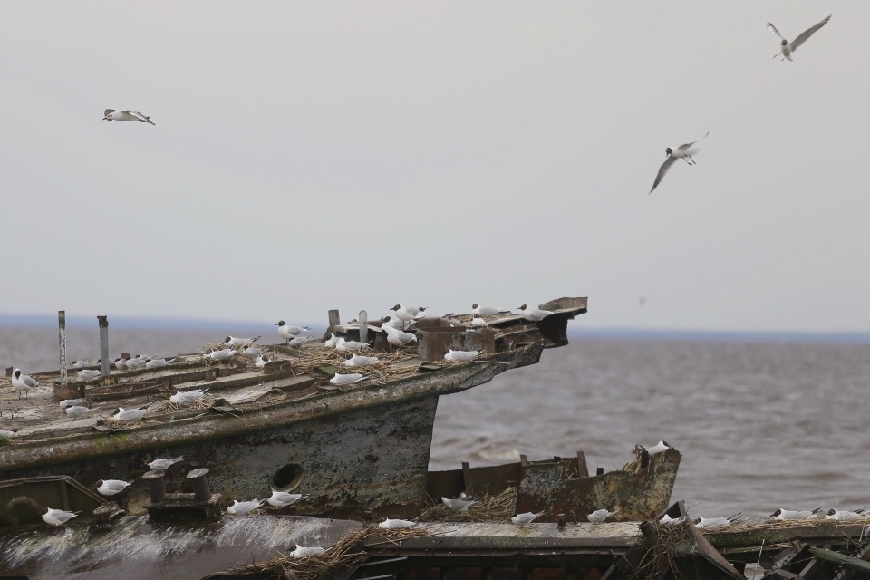 Пора в Псков 