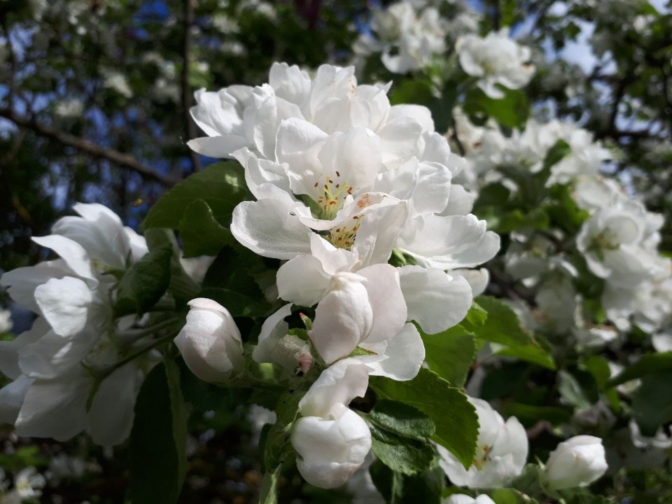 24 градуса тепла ожидается в Псковской области в первый день лета 24 градуса тепла ожидается в Псковской области в первый день лета