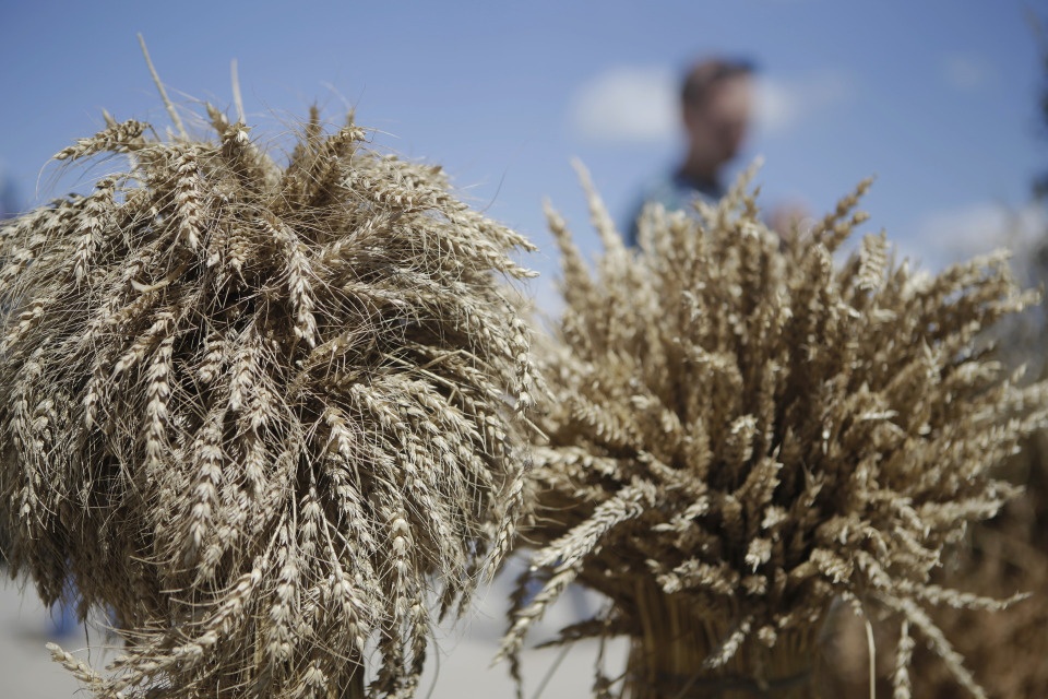 Показатели по яровому севу в Псковской области превысили план 