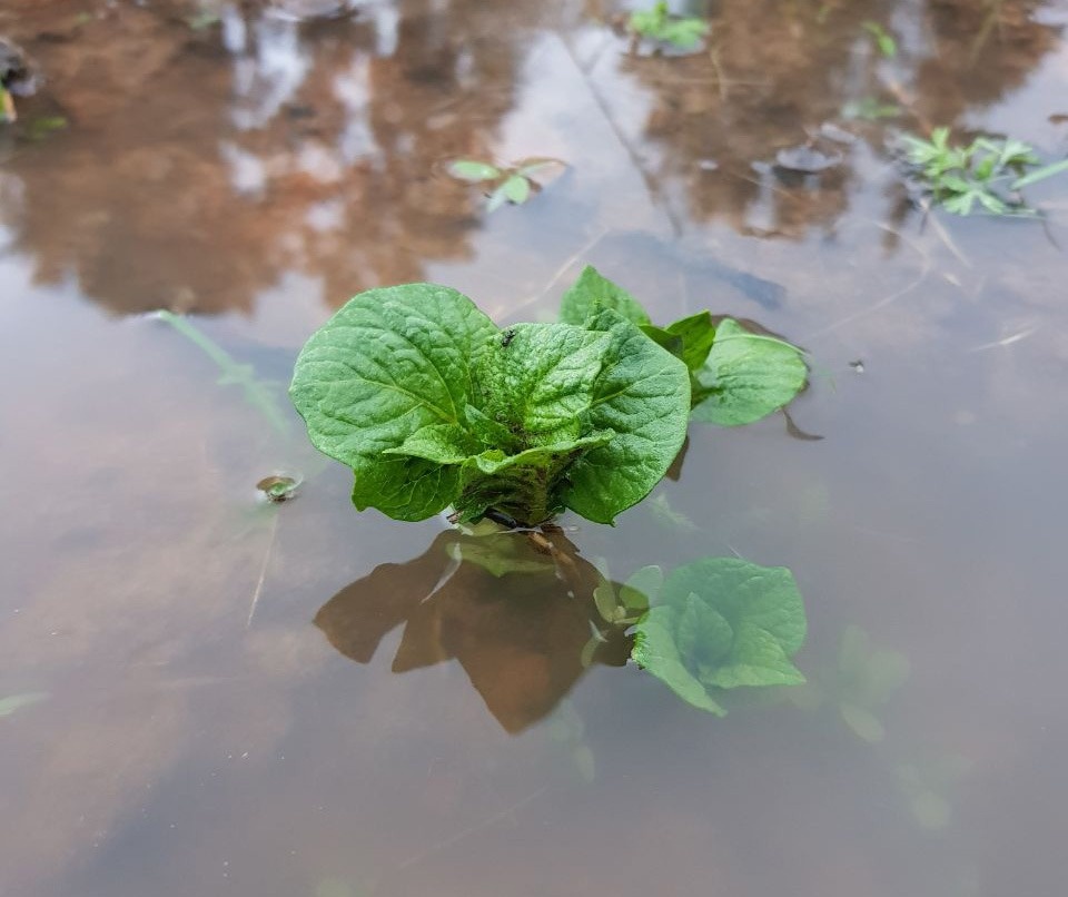 68 миллиметров осадков выпало в Пскове за последние сутки