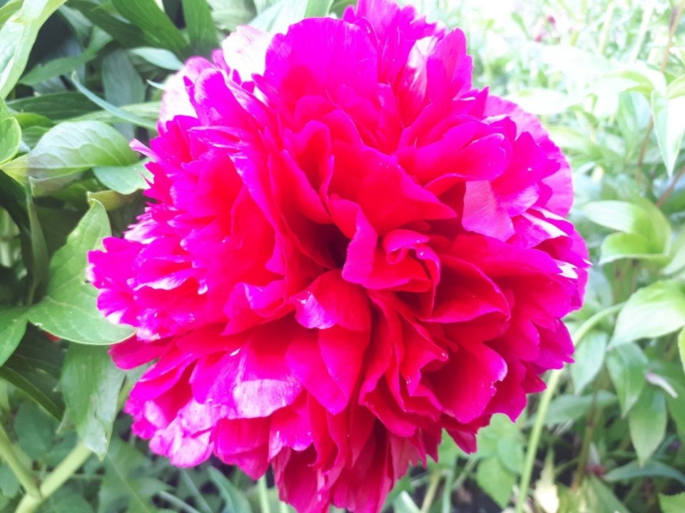 До 23 градусов тепла и кратковременные дожди ожидаются 16 июня в Псковской области До 23 градусов тепла и кратковременные дожди ожидаются 16 июня в Псковской области