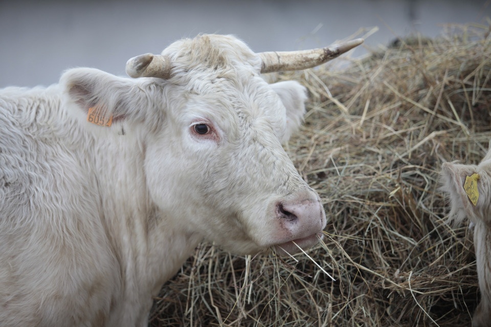 На 3% выросло производство молока в Псковском районе в 2022 году