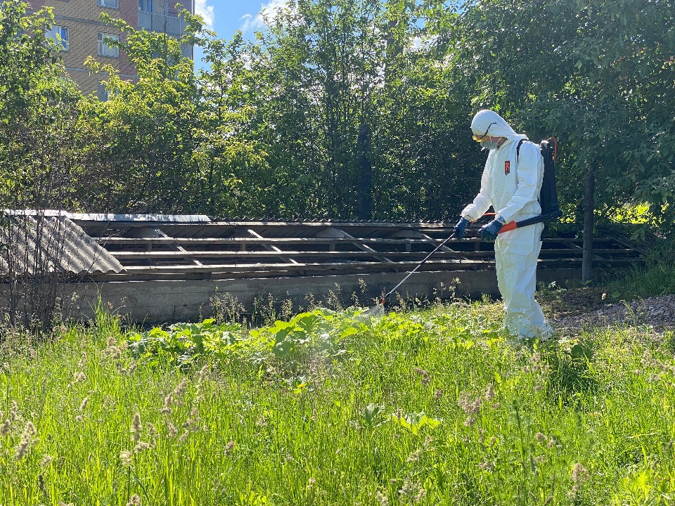 Свыше 35 заявок подали жители Пскова на уборку борщевика Сосновского Свыше 35 заявок подали жители Пскова на уборку борщевика Сосновского