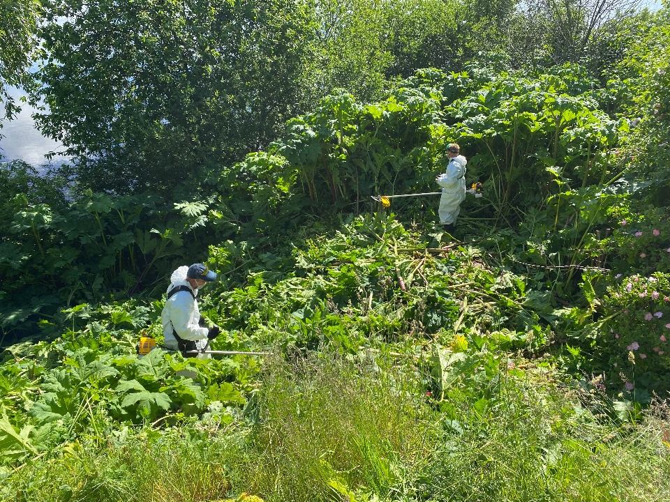 Свыше 35 заявок подали жители Пскова на уборку борщевика Сосновского Свыше 35 заявок подали жители Пскова на уборку борщевика Сосновского