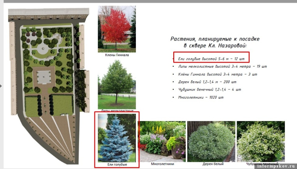 Зараженные ели спиливают на площади в Острове в рамках проекта «Блики времени»