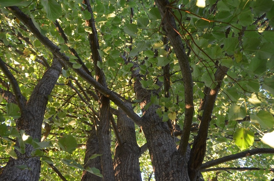«Я из огненной деревни»