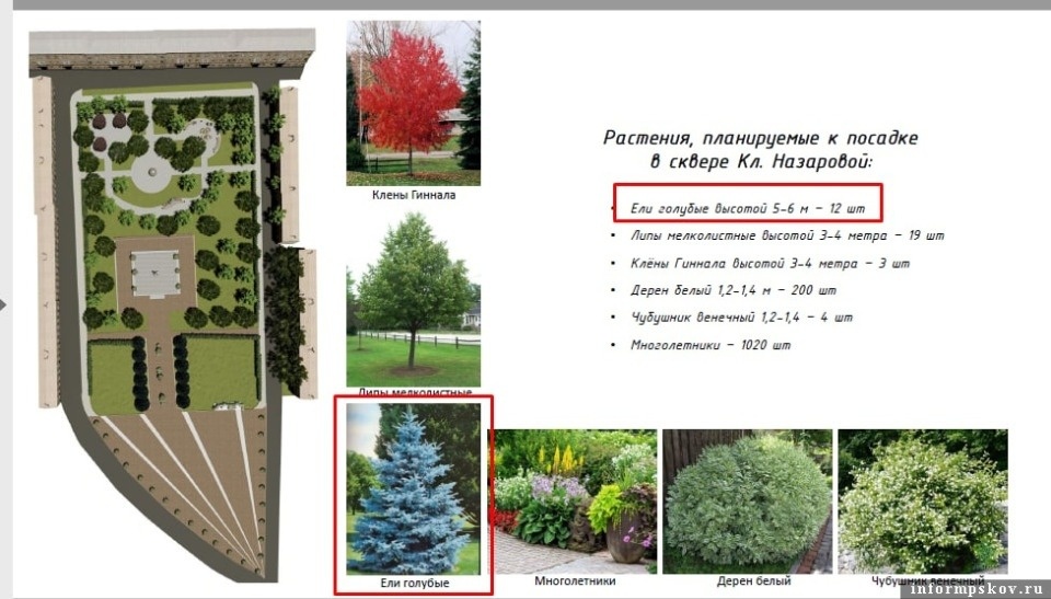 Псковский губернатор прокомментировал спил деревьев в сквере Клавы Назаровой в Острове