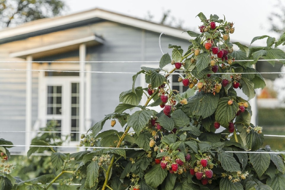 Босиком по траве