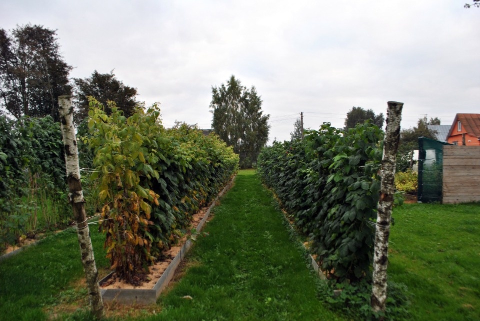 Босиком по траве