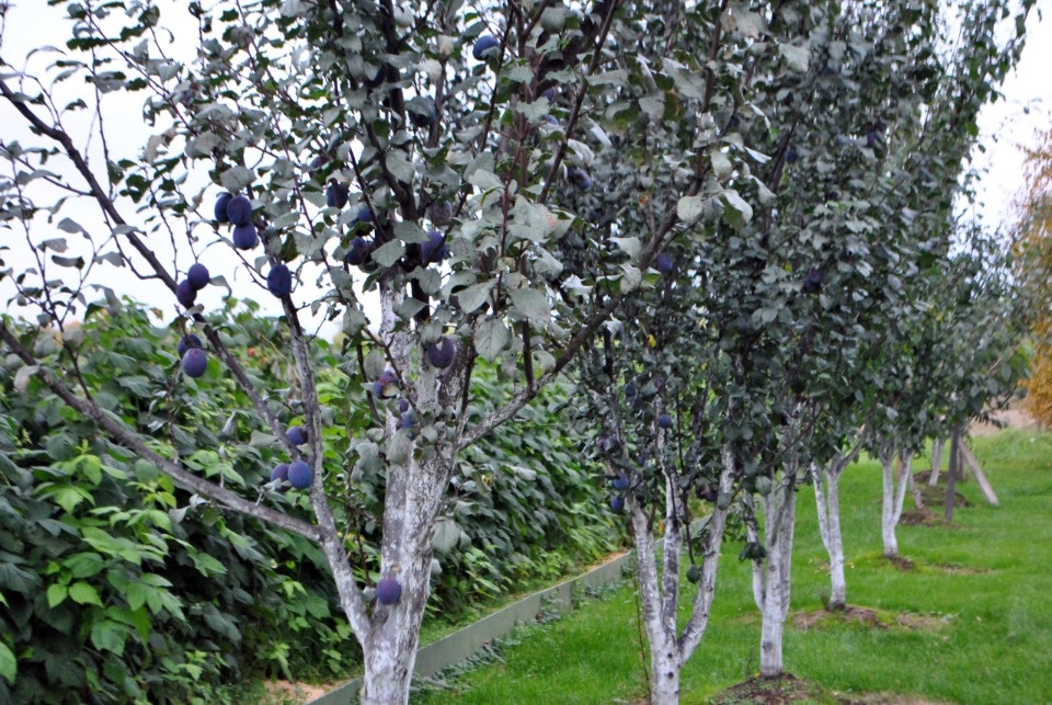 Босиком по траве