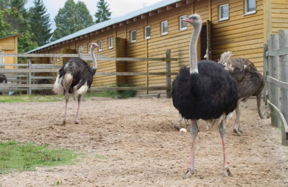 Босиком по траве