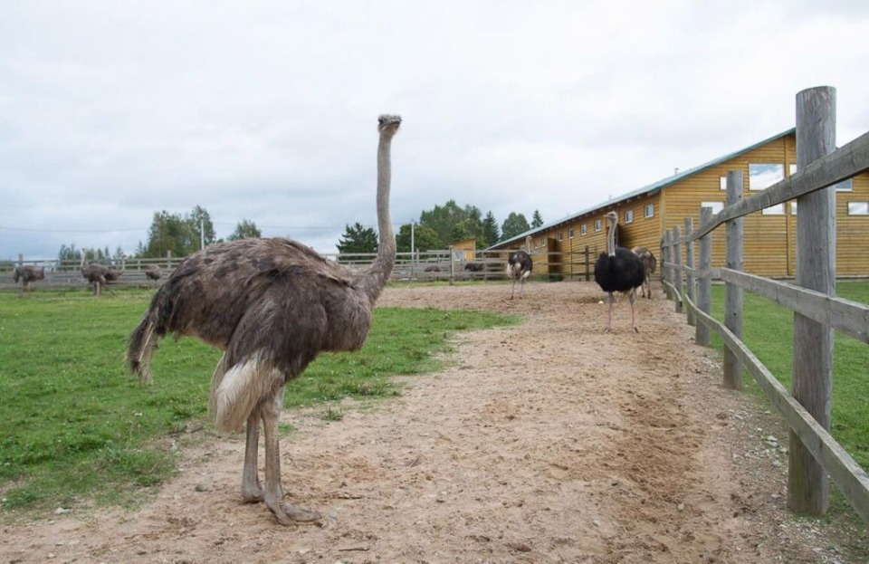 Босиком по траве