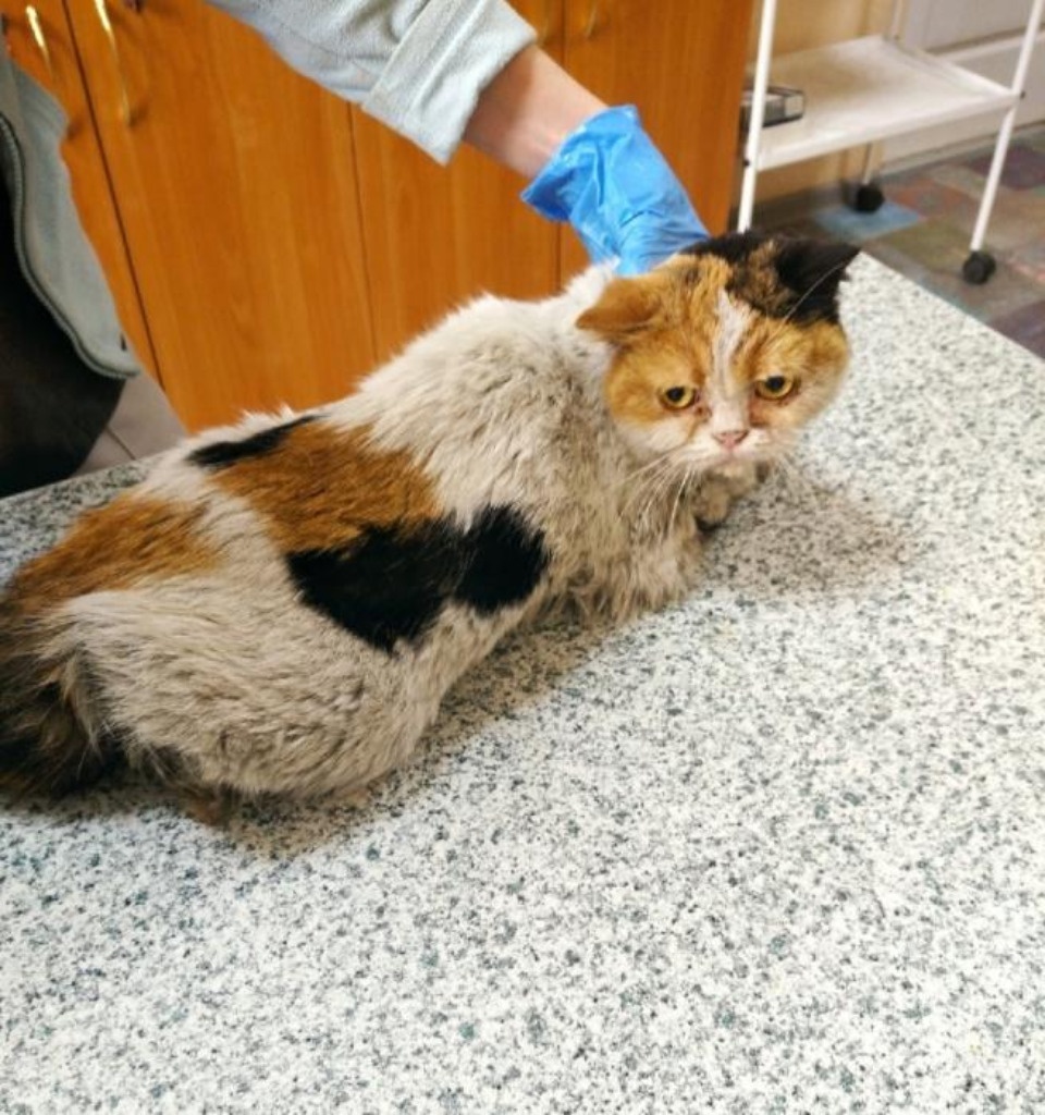 Из Мариуполя в Псков прибыли 13 котов-беженцев 