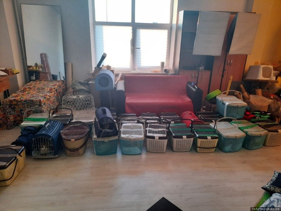 В Псков из Мариуполя привезли еще 43 кота-беженца В Псков из Мариуполя привезли еще 43 кота-беженца