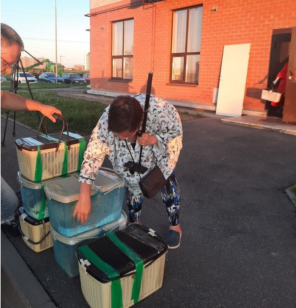 В Псков из Мариуполя привезли еще 43 кота-беженца В Псков из Мариуполя привезли еще 43 кота-беженца