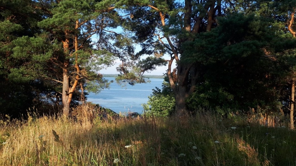 Кратковременные дожди и грозы ожидаются в Псковской области 4 июля