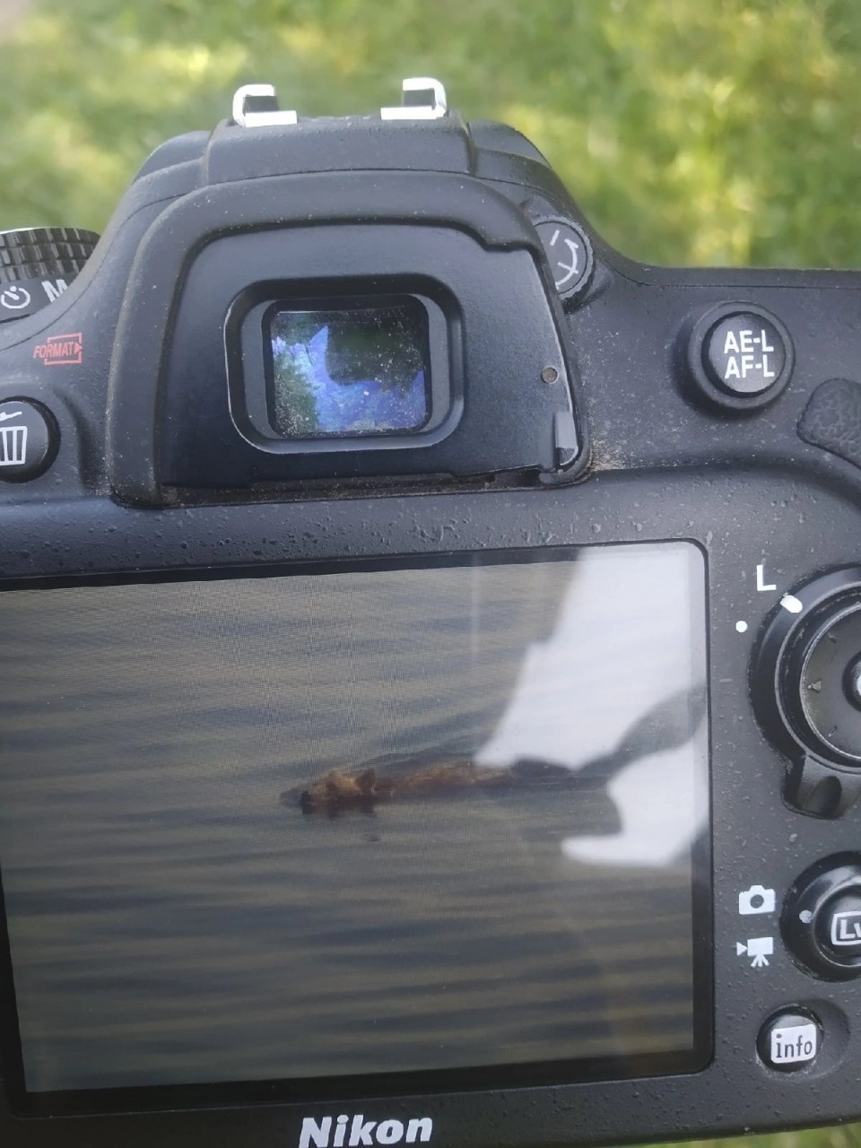На остров Залита в Псковском озере приплыл медведь и напугал жителей и туристов
