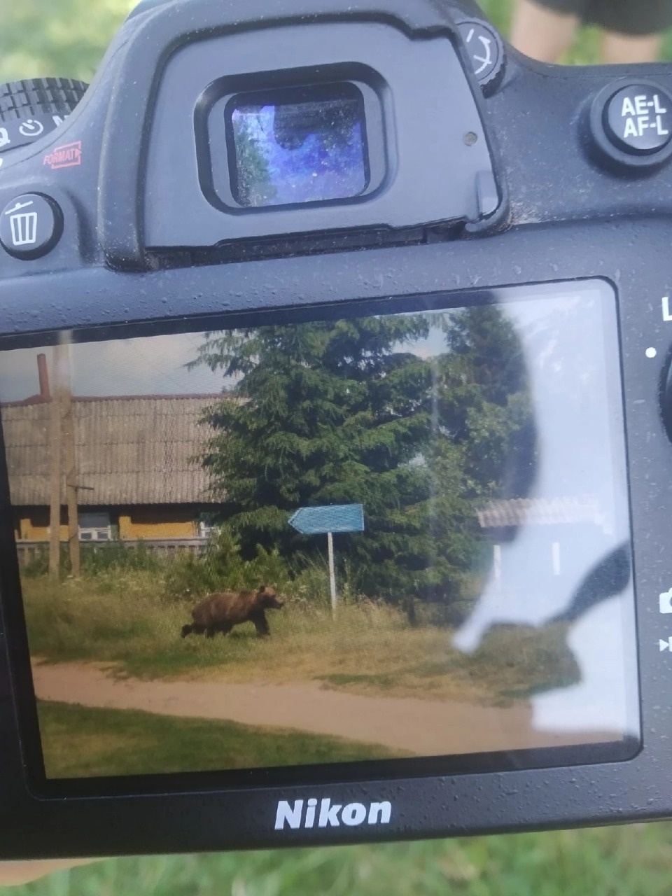 На остров Залита в Псковском озере приплыл медведь и напугал жителей и туристов