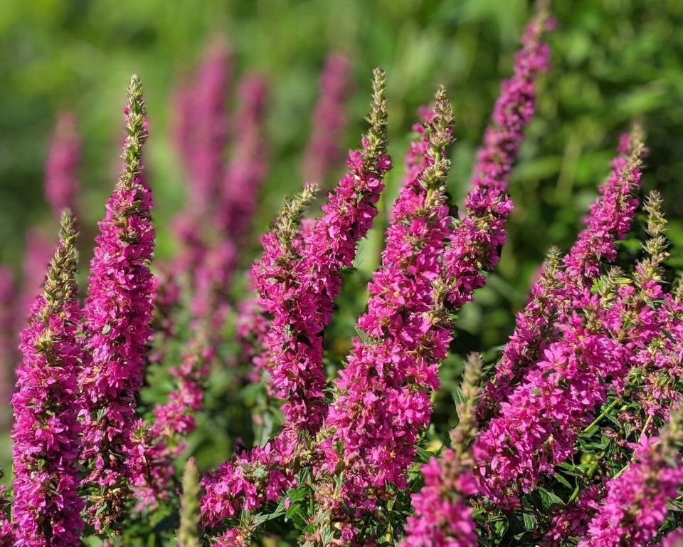 Детский взгляд