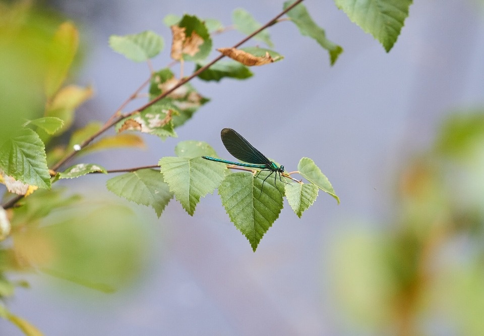 Детский взгляд