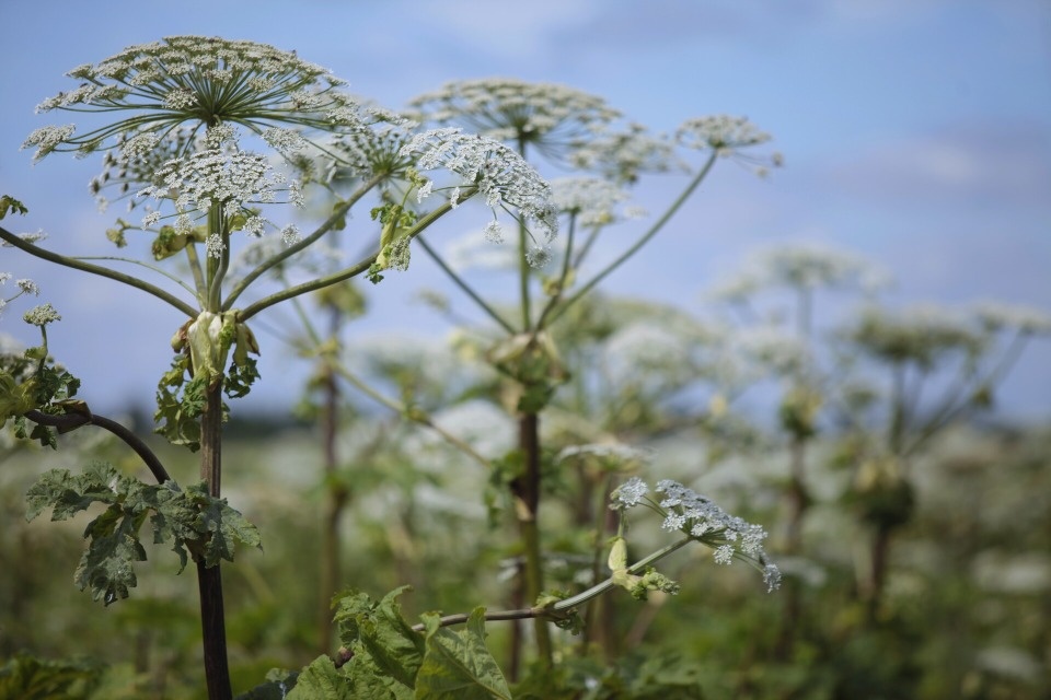 Заявки об обработке дворов от борщевика псковичи могут отправлять в управляющие компании - УГХ