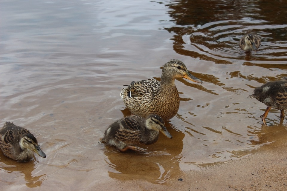 Кратковременные дожди ожидаются в большинстве районов Псковской области 17 июля