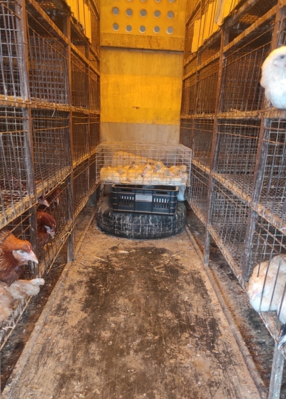 Россельхознадзор в Невельском районе запретил перемещение куриц и гусят без документов 