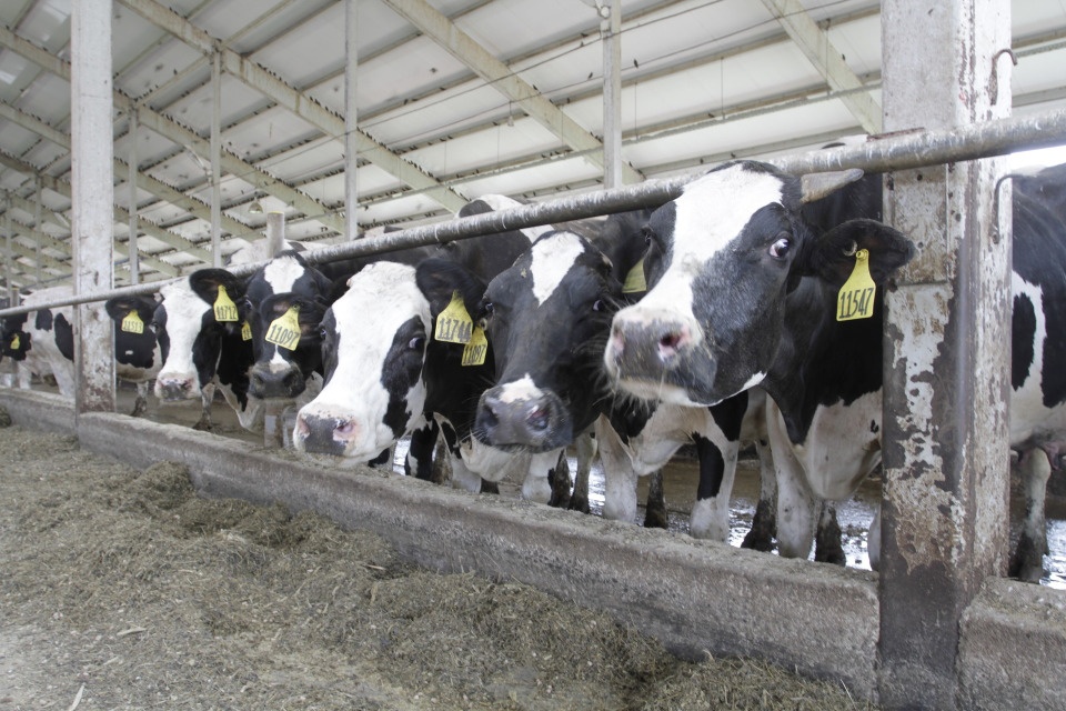 Порядка 89 тысяч тонн молока произвели в Псковской области за полгода