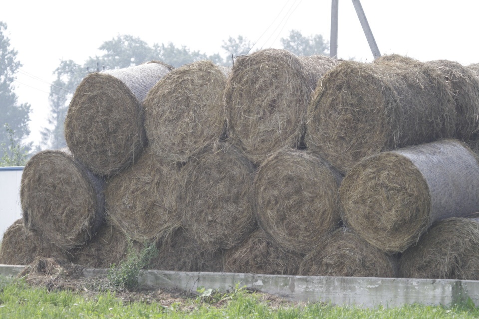 Свыше 30% от плана по заготовке кормов выполнено в Псковской области