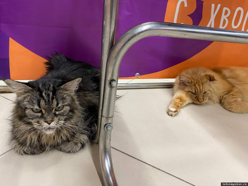 С просроченными документами работает контактная выставка кошек в Пскове