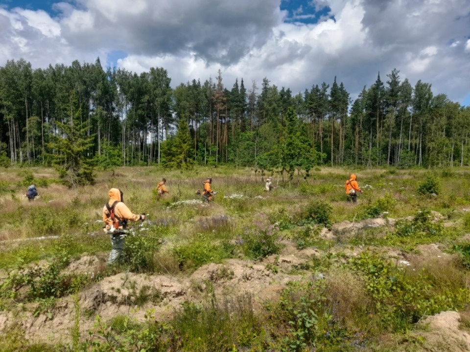 В Печорском районе восстановят 35 гектаров лесных территорий