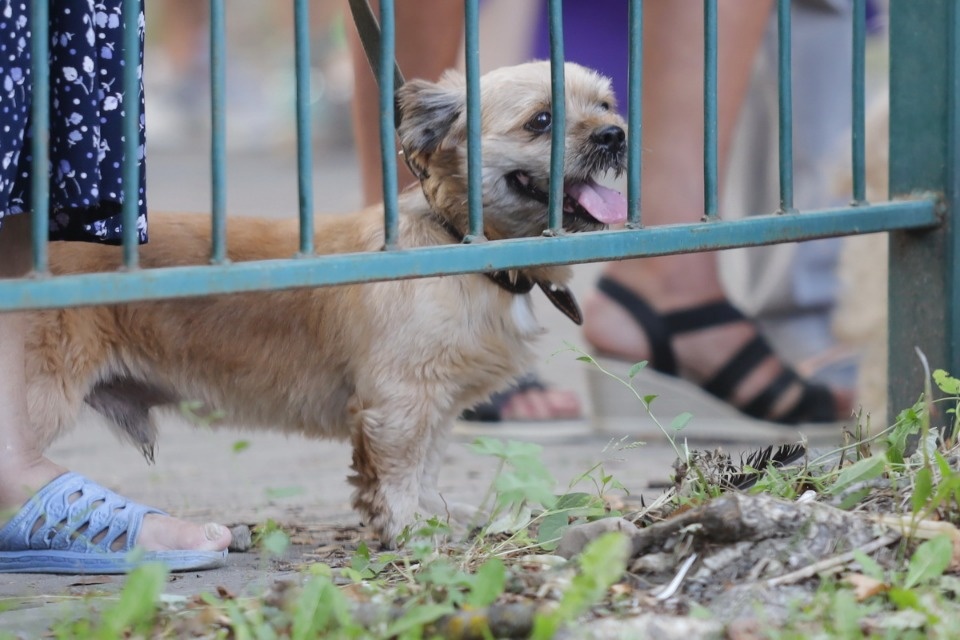 «Люблю тебя, мой город на Великой» «Люблю тебя, мой город на Великой»