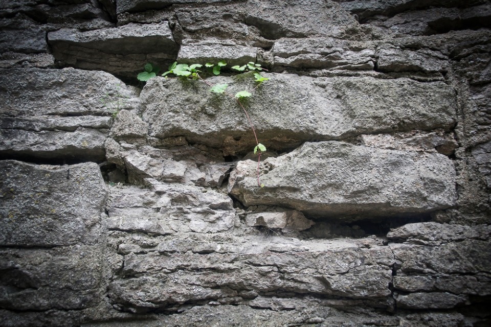 Ольгин день Ольгин день