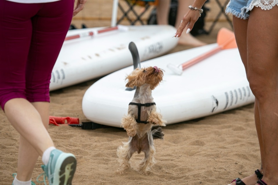 PskovSupFest PskovSupFest