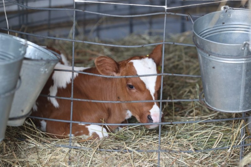 До 150 голов увеличат ферму в Дедовическом районе