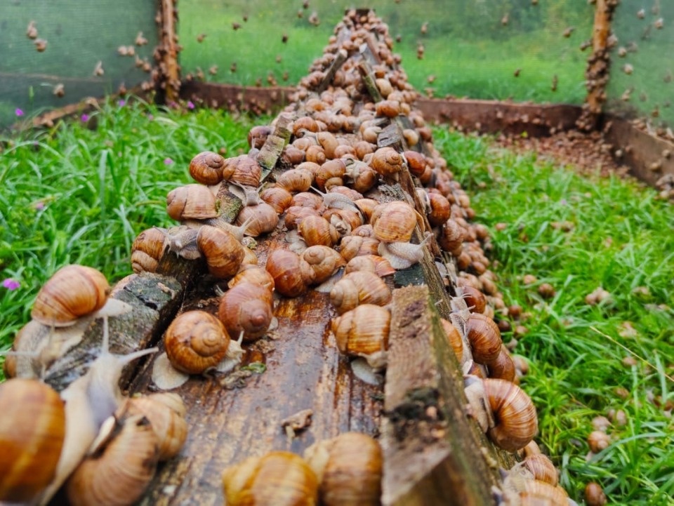 «Улиточное эльдорадо»