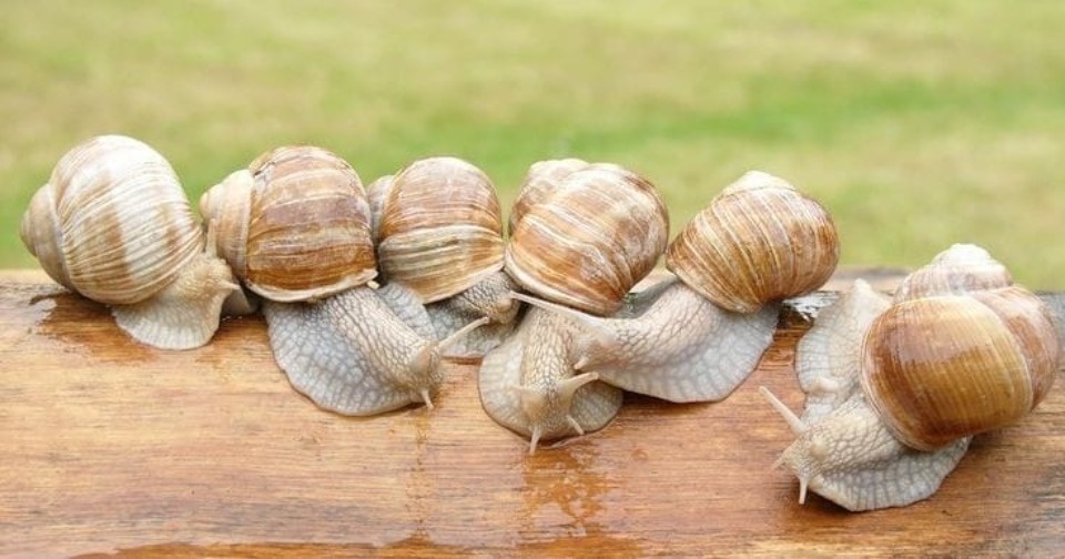 «Улиточное эльдорадо»