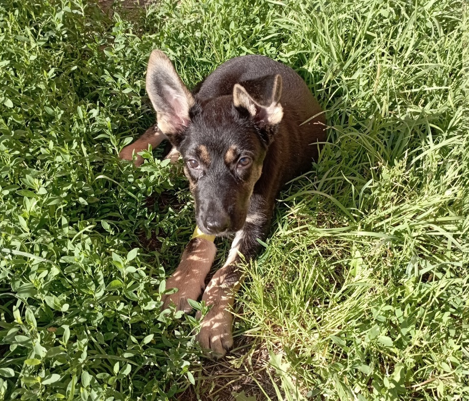 Пьяный мужчина выбросил щенка из окна в Пскове