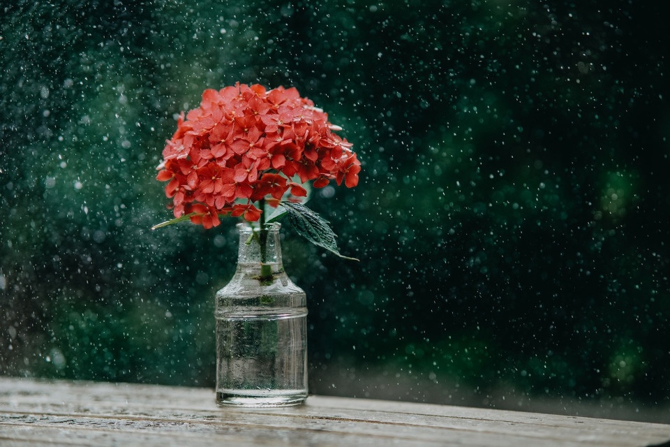 До +23 градусов и кратковременные дожди прогнозируются в Псковской области 29 июля