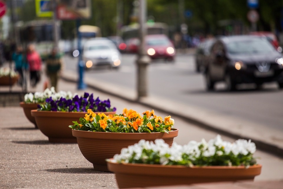 Песни будут звучать на Октябрьском проспекте в Пскове каждые выходные