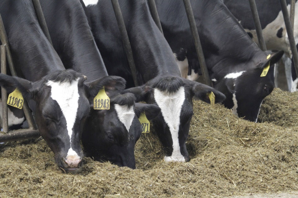 В два раза выросло производство молока в одном из хозяйств Псковского района