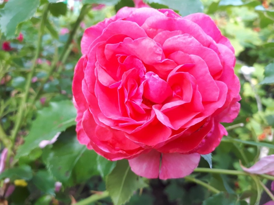 Жаркий день без осадков ожидается в Псковской области 11 августа