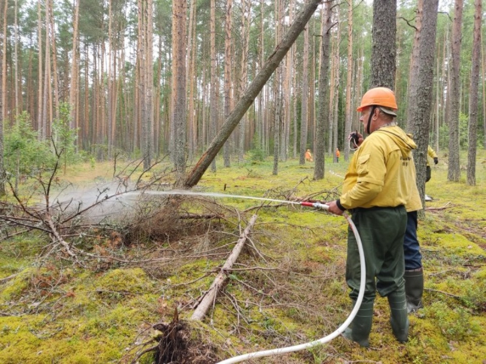 Комплексные тренировки по тушению лесных пожаров провели в Псковской области Комплексные тренировки по тушению лесных пожаров провели в Псковской области