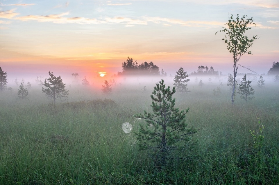 Фотографии Полистовского заповедника участвуют во Всероссийском конкурсе «Исчезающая красота»