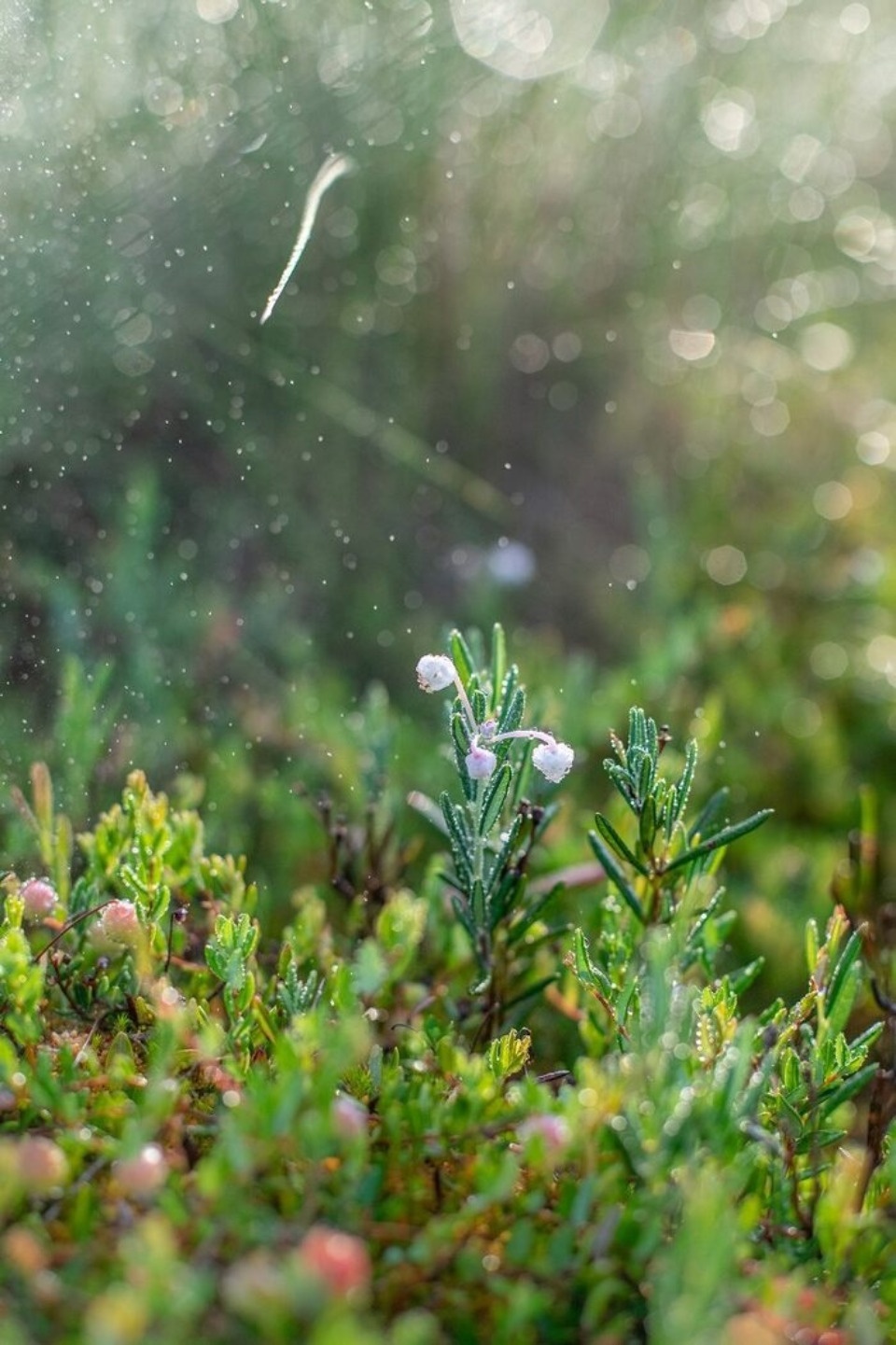 Фотографии Полистовского заповедника участвуют во Всероссийском конкурсе «Исчезающая красота»
