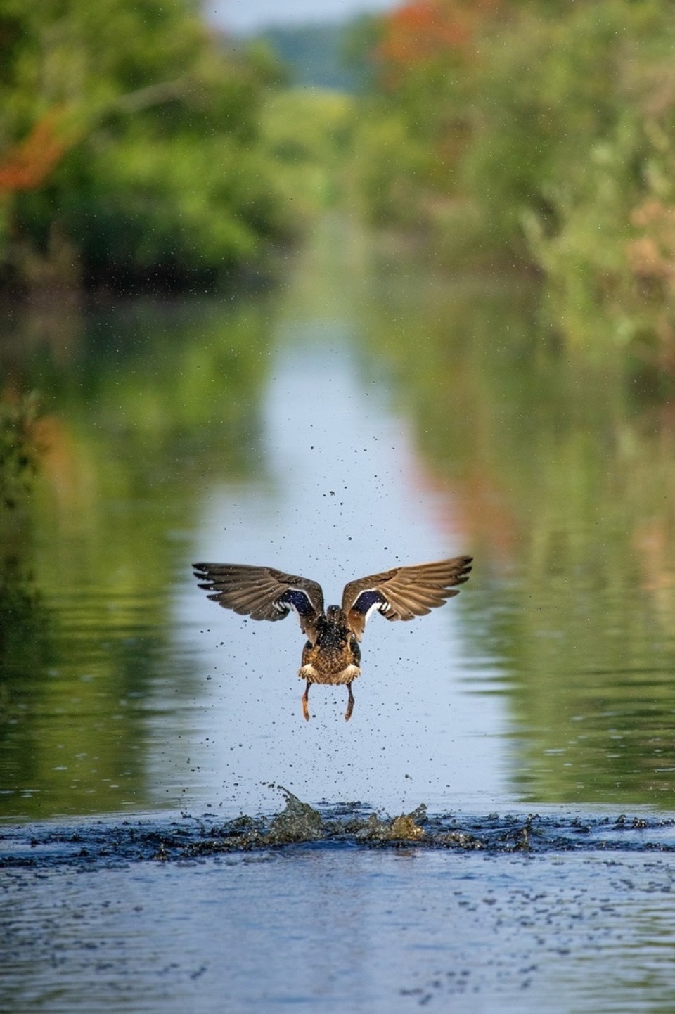Фотографии Полистовского заповедника участвуют во Всероссийском конкурсе «Исчезающая красота»