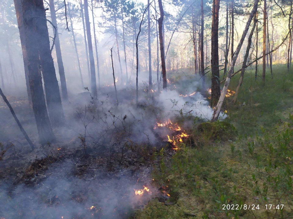 Белорусские лесники помогли российским коллегам в тушении пожара в Псковской области 