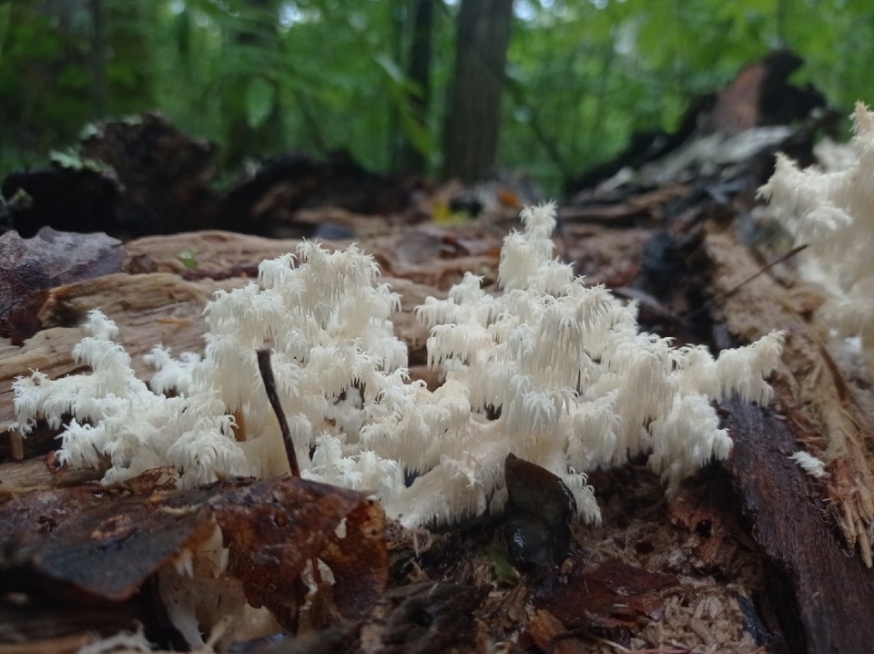 Редкий гриб нашли в Полистовском заповеднике