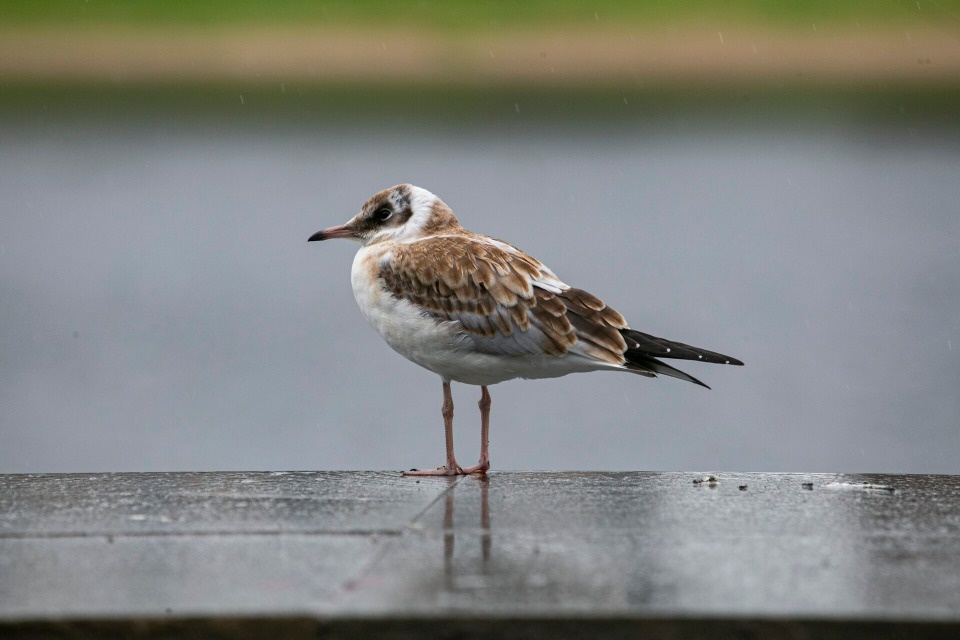 В последний день лета в Псковской области ожидается до +18 градусов