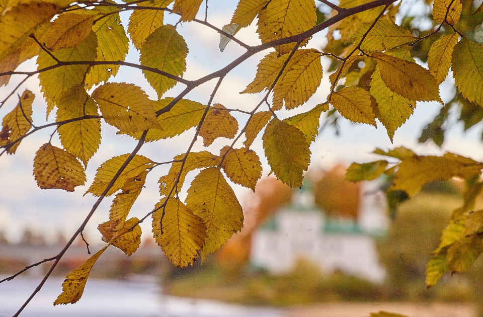 5 сентября в Псковской области воздух прогреется до +17 градусов 5 сентября в Псковской области воздух прогреется до +17 градусов